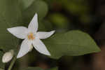 American snowbell